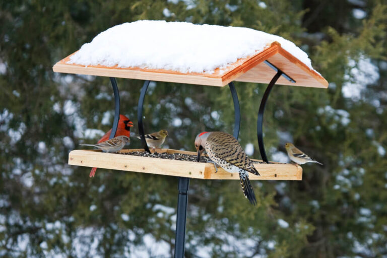 5 Types Of Bird Feeders (And What They’re Good For)