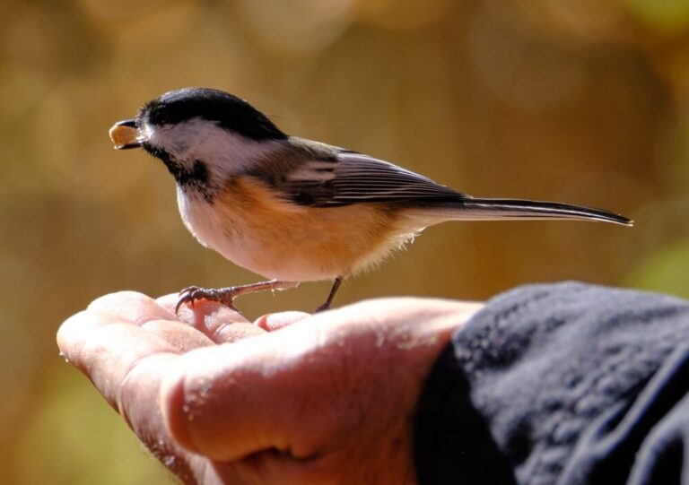 10 Ways To Attract Black-Capped Chickadees To Your Yard