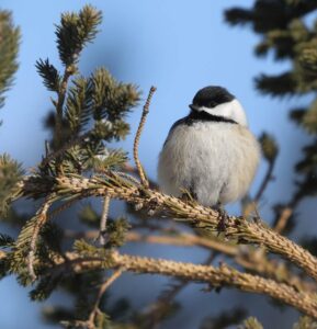 10 Ways To Attract Black-Capped Chickadees To Your Yard