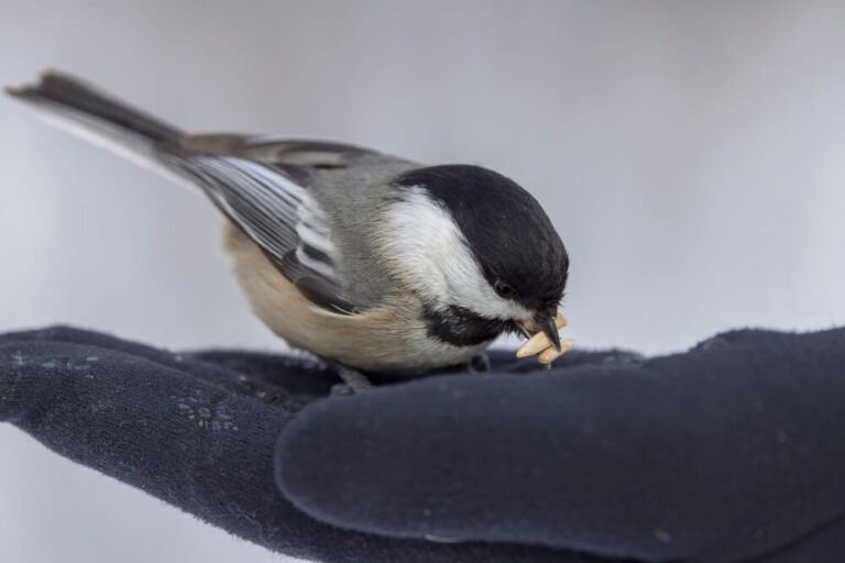 Feeding Birds By Hand How To Do It Safely