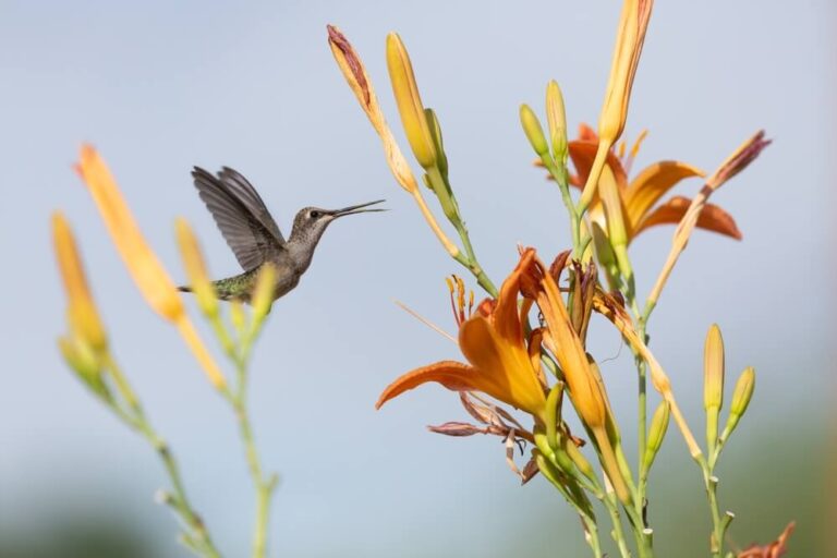 22 Plants That Attract Hummingbirds (With Photos)