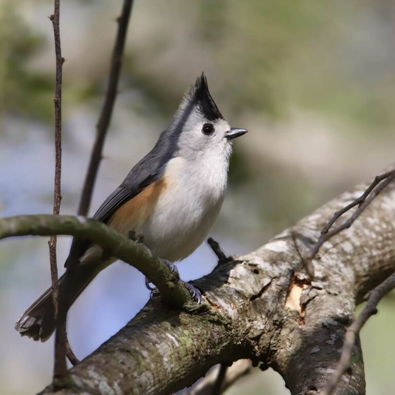 List 30+ Pictures what is a crest on a bird Latest