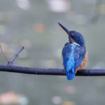 20 Interesting Facts About Kingfishers