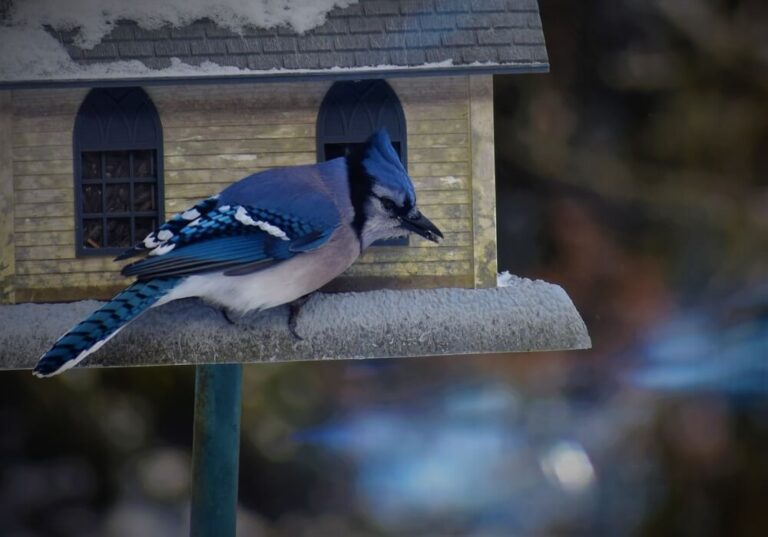 7 Ways To Get Rid Of Blue Jays At Bird Feeders