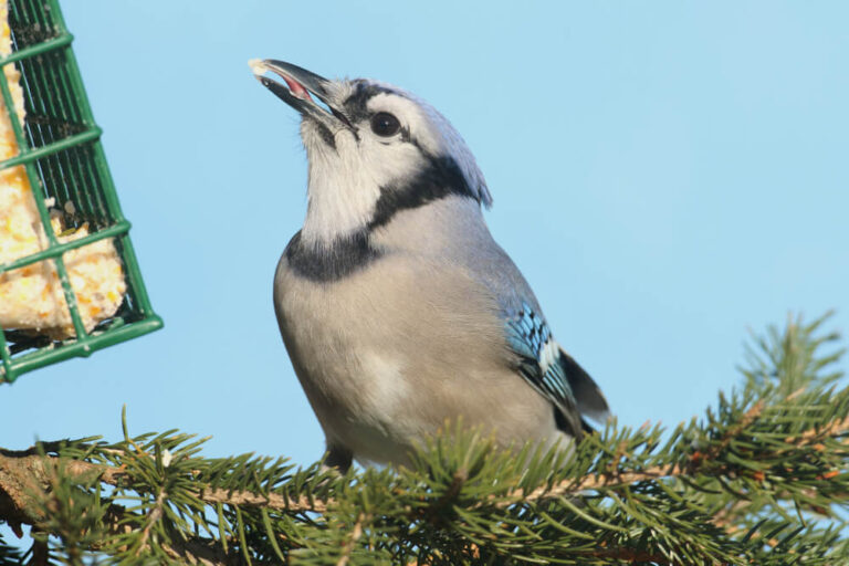 15 Ways To Attract Blue Jays To Your Yard (HowTo Guide)