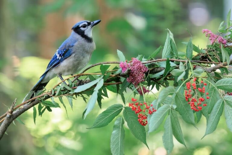 15 Ways To Attract Blue Jays To Your Yard (HowTo Guide)