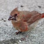 What To Do If You Find A Baby Bird (8 Ways)