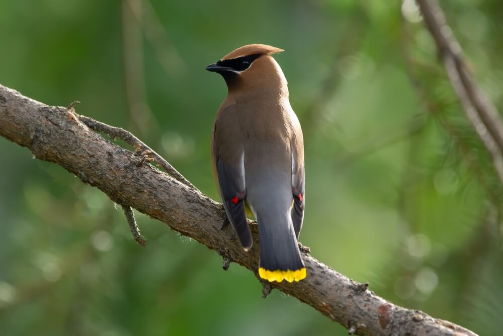 do cedar waxwings visit feeders