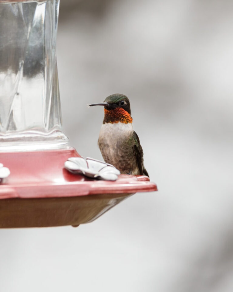 Why Do Hummingbirds Sit On Feeders For Hours? (Answered & Explained)