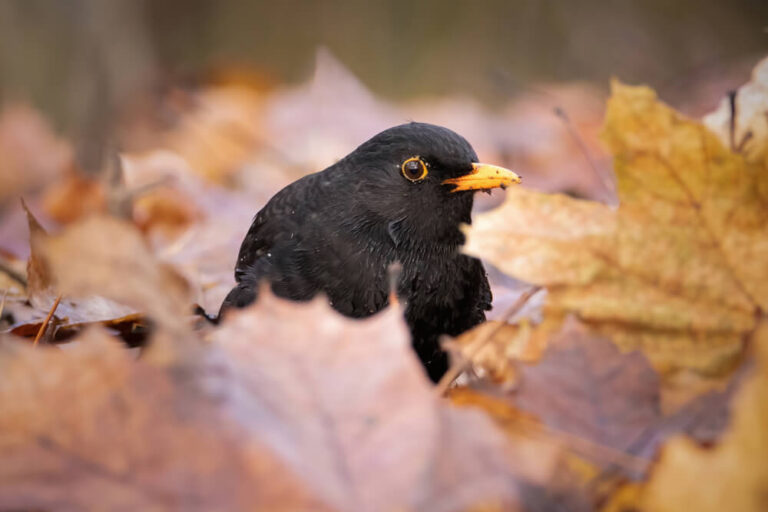 How To Attract Birds Without A Feeder (9 Other Things Birds Love)