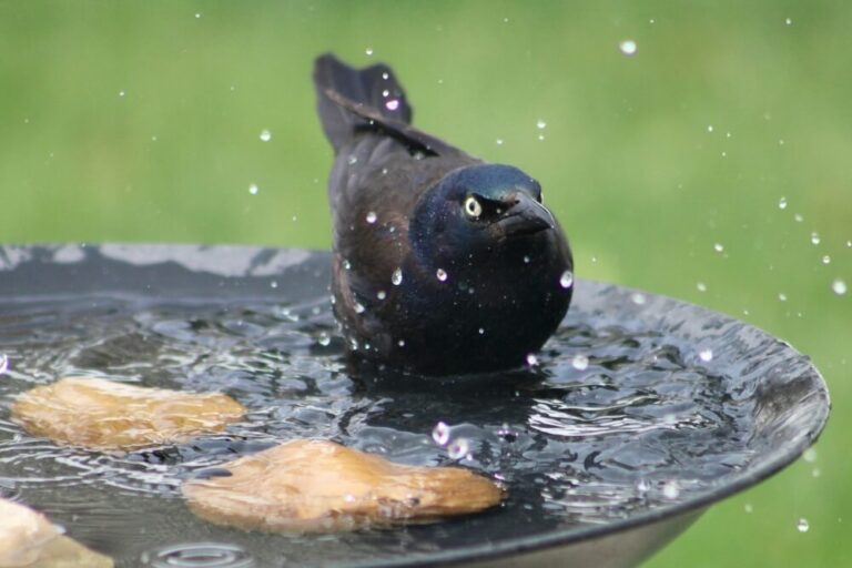 How To Get Birds To Use A Bird Bath (A 12Tip Guide)