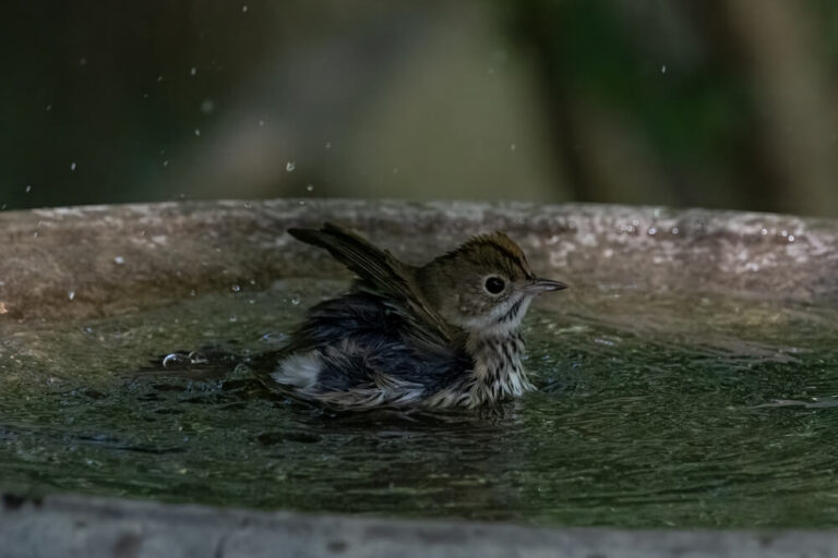 How To Get Birds To Use A Bird Bath (A 12Tip Guide)