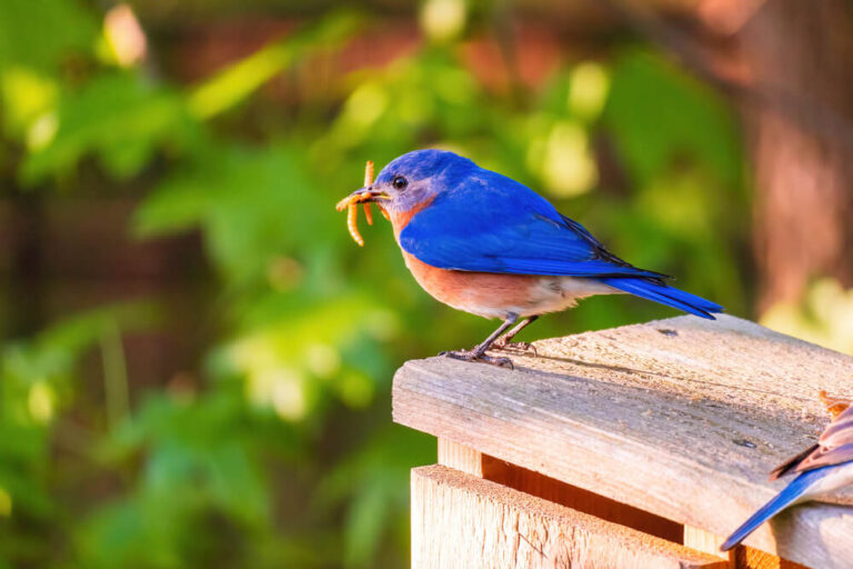 Feeding Mealworms To Birds (The Ultimate Guide)