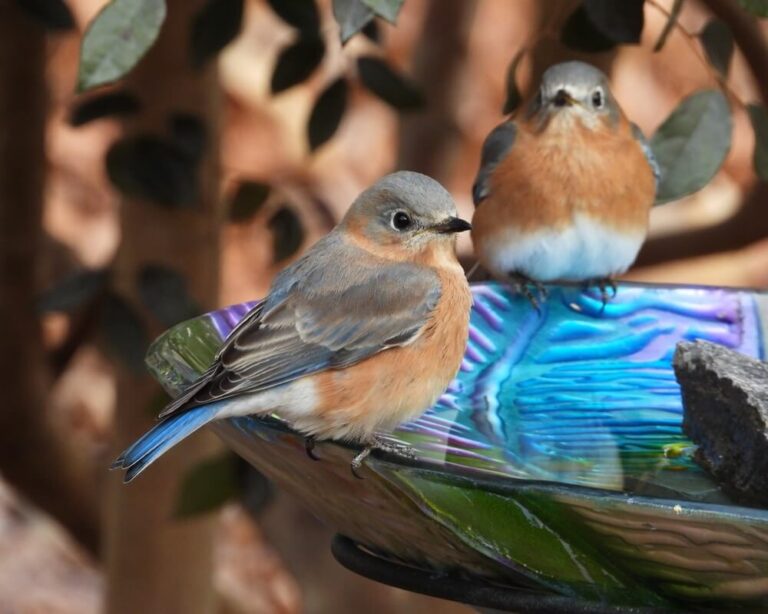 How To Attract Bluebirds To Your Yard (7 Tips)