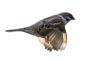 Sparrow Symbolism: 13 Meanings & Representations