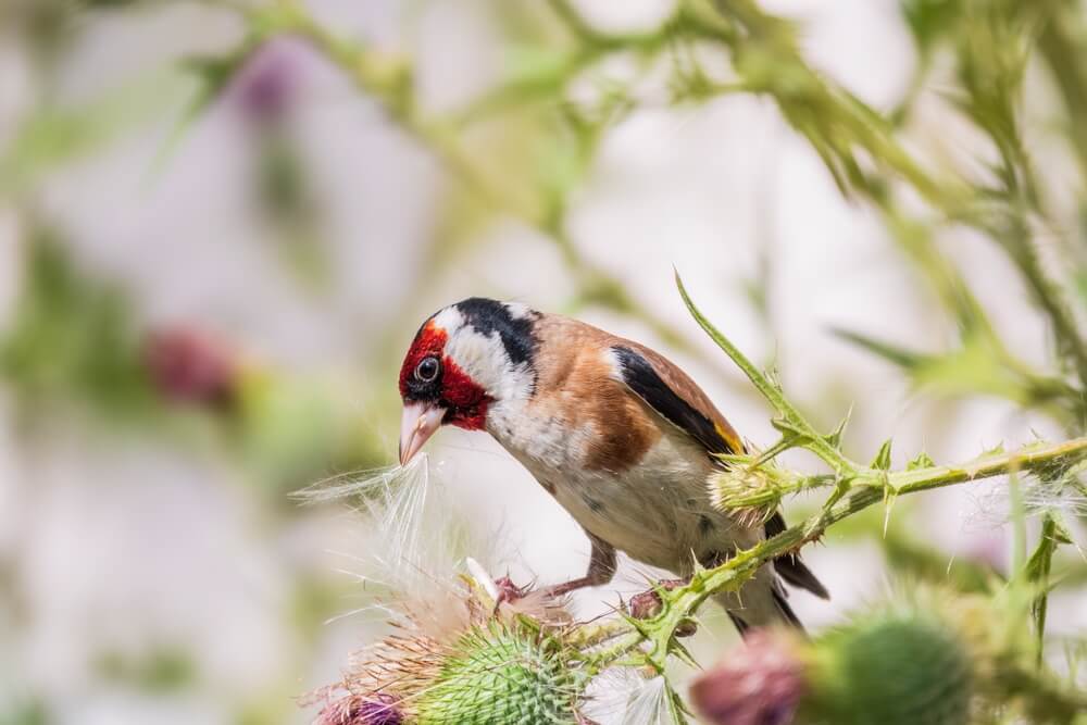 european-goldfinch-feeding-on-thistle-seeds-1.jpg