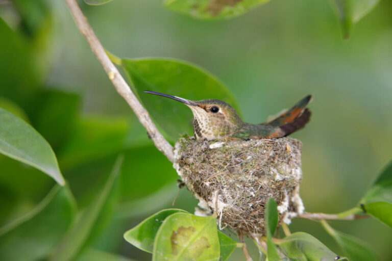 Meet The Allen’s Hummingbird (Facts & Photos)