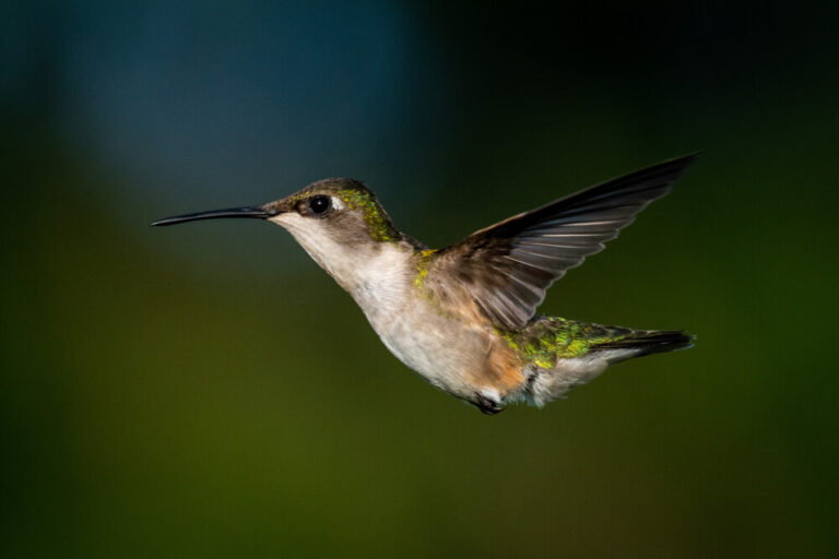 Hummingbird Bird Represents Hummingbird Symbolism: 11 Meanings & Interpretations