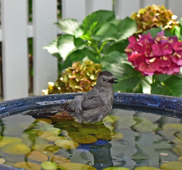 6 Ways To Attract Gray Catbirds To Your Yard