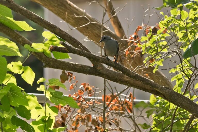 6 Ways To Attract Gray Catbirds To Your Yard