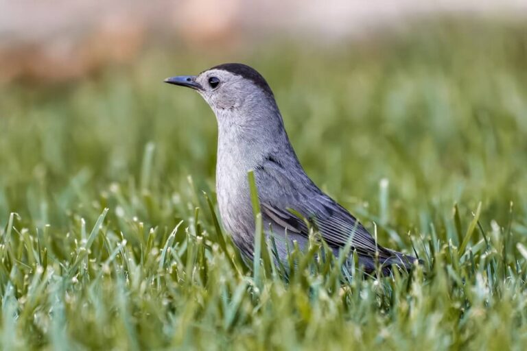 6 Ways To Attract Gray Catbirds To Your Yard