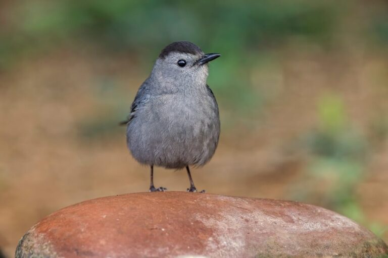 6 Ways To Attract Gray Catbirds To Your Yard