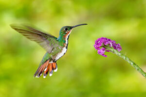 Meet The Green-Breasted Mango Hummingbird (Photos & Facts)