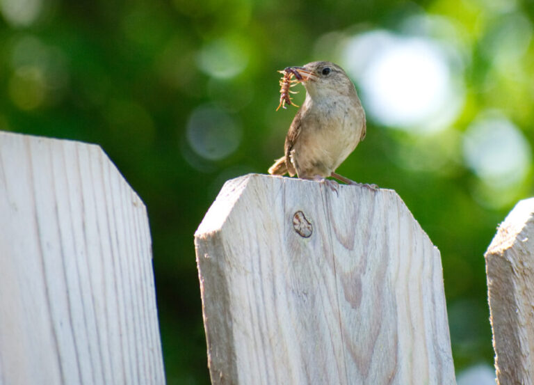 How To Attract House Wrens To Your Yard (9 Helpful Tricks)