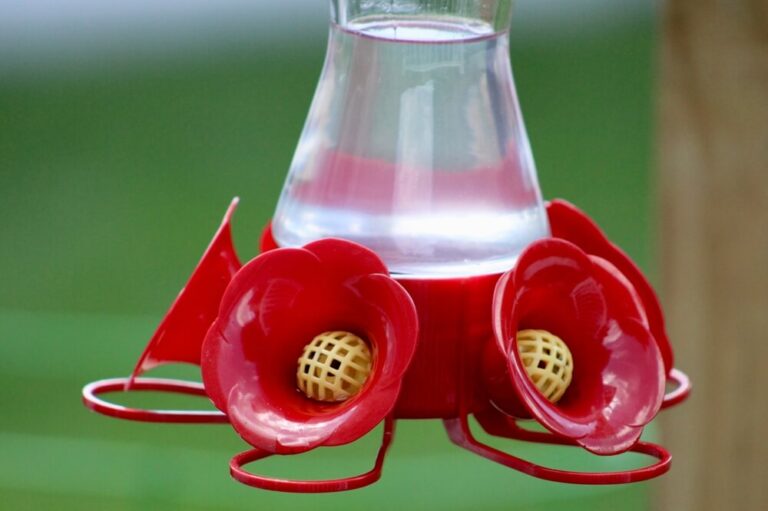 How To Clean Bird Feeders And Bird Baths To Avoid Harming Birds (6 Ways)