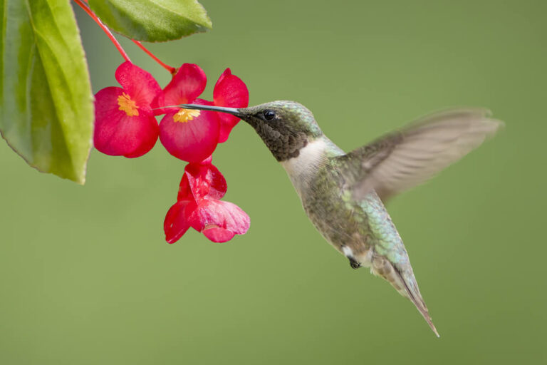22 Plants That Attract Hummingbirds (With Photos)