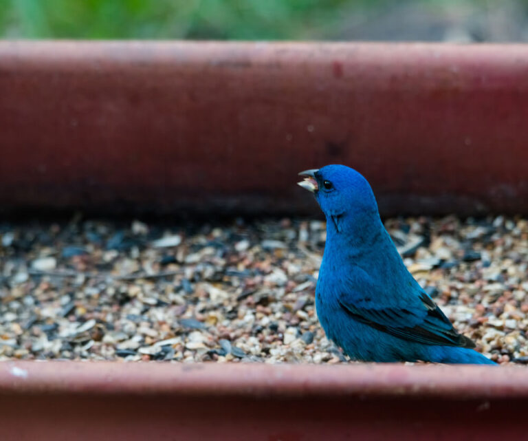 7 Ways To Attract Indigo Buntings