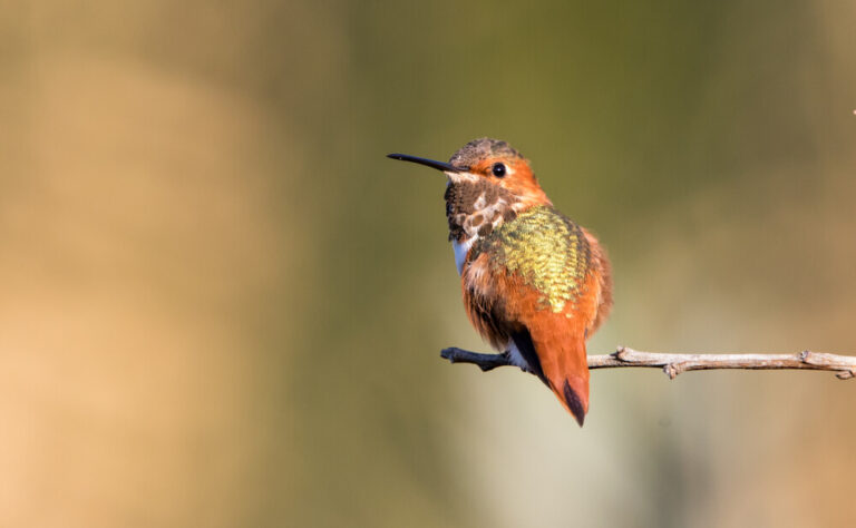 Meet The Allen’s Hummingbird (Facts & Photos)
