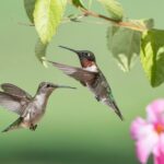 Male Vs. Female Hummingbirds (7 Differences)