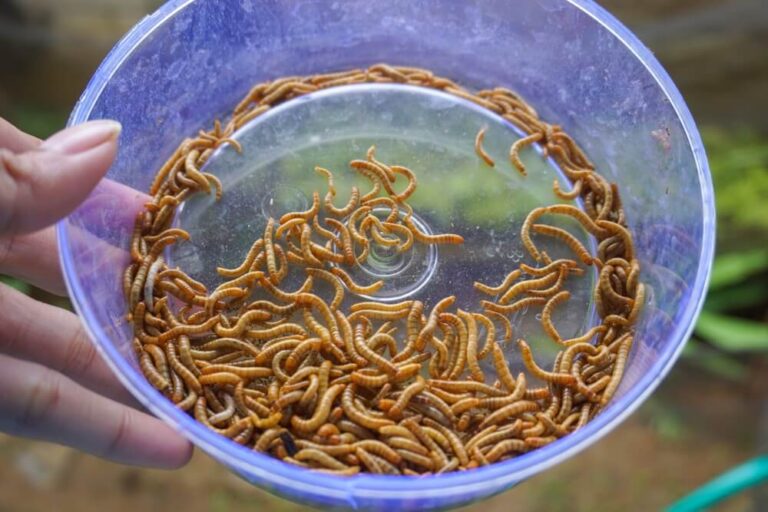 Photo inspiration: Homemade Insect Feed For Mealworms Reference: Feeding Mealworms To Birds The Ultimate Guide