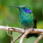 Meet The Mexican Violetear Hummingbird (Photos & Facts)