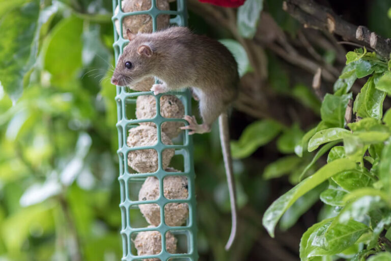 14 Ways To Keep Rats Off Your Bird Feeders