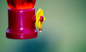 14 Ways To Keep Wasps & Bees Off Your Feeders (Natural Methods)