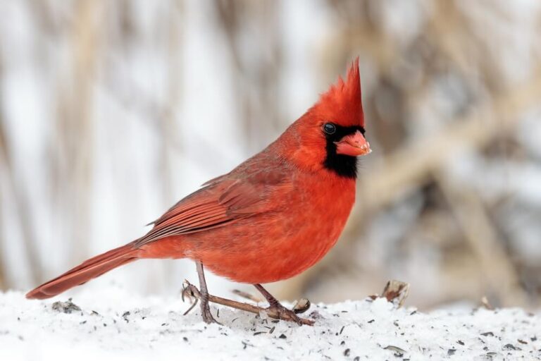 How To Attract Cardinals To Your Yard (11 Tips & Tricks)