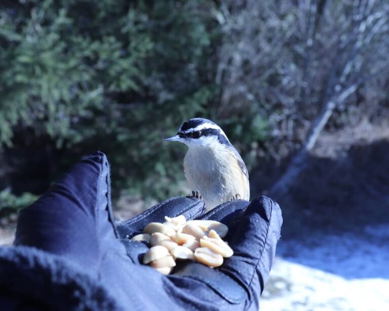 Feeding Birds By Hand How To Do It Safely