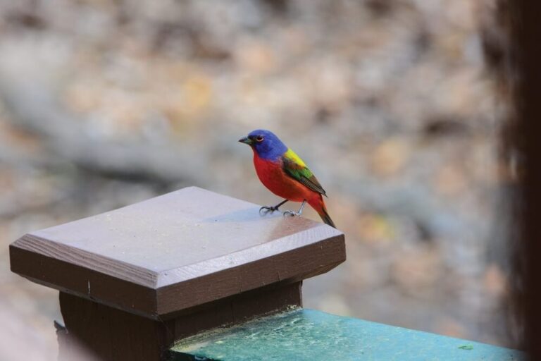 What Does A Bird Sleeping On Your Porch At Night Mean? (Explained)