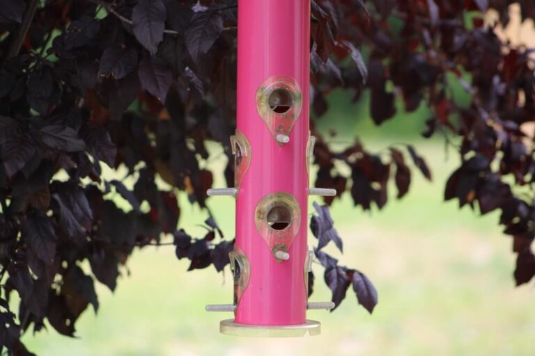 7 Ways To Get Rid Of Blue Jays At Bird Feeders