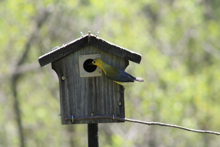 How To Attract Warblers To Your Yard (7 Ways)