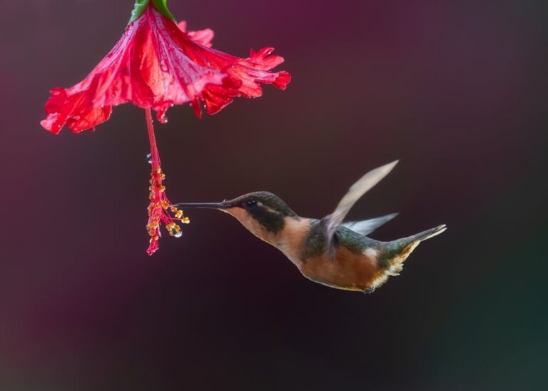 How To Attract Birds Without A Feeder (9 Other Things Birds Love)