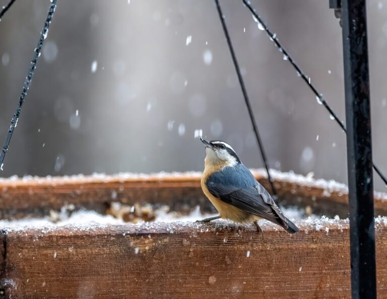 How To Attract RedBreasted Nuthatches To Your Yard