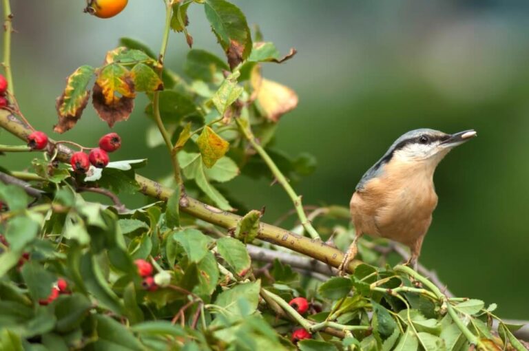How To Attract RedBreasted Nuthatches To Your Yard