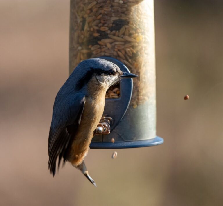 How To Attract RedBreasted Nuthatches To Your Yard