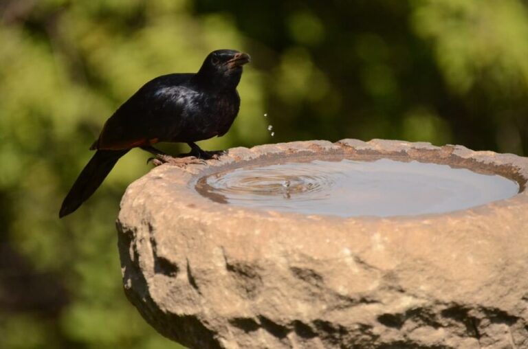 How Do Birds Find Water? (Explained)