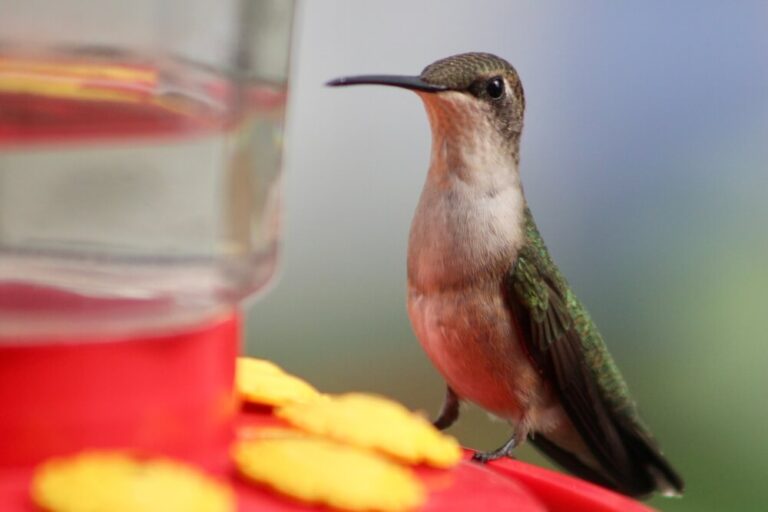 How To Make Hummingbird Nectar Without Boiling The Water (The Perfect Recipe)