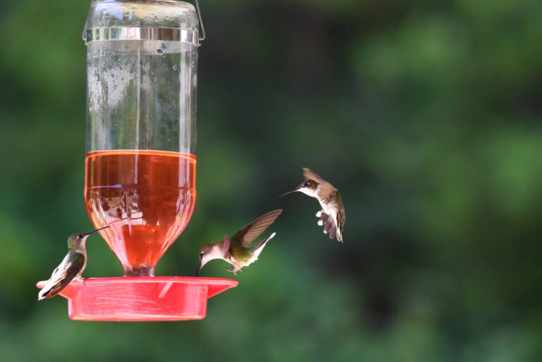 Why Do Hummingbirds Sit On Feeders For Hours? (Answered & Explained)