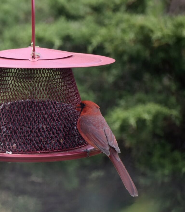 14 Ways To Keep Rats Off Your Bird Feeders